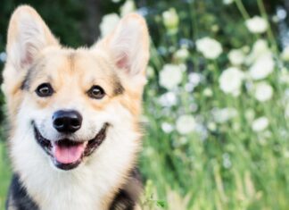 Où acheter un chien ? En animalerie, dans un élevage, à un particulier ? Petit chien